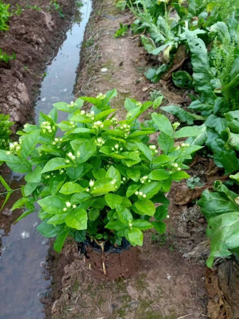 【批发】广西南宁，横州市茉莉花盆景，马岭镇富津村种植基地