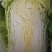包心菜吉林黄心菜产地义和秋产区精品直发市场视频看