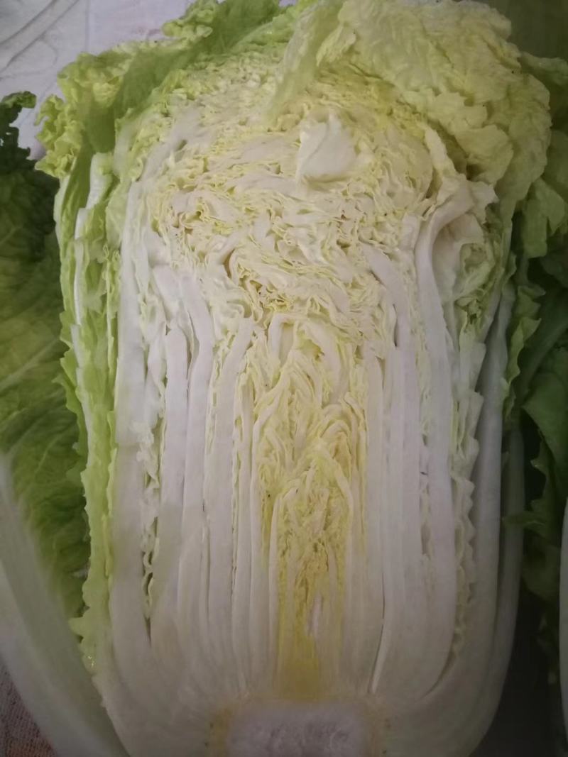 包心菜吉林黄心菜产地义和秋产区精品直发市场视频看
