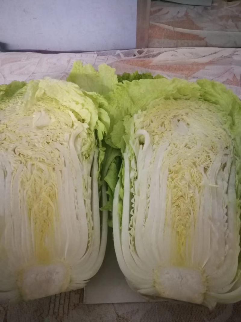 包心菜吉林黄心菜产地义和秋产区精品直发市场视频看