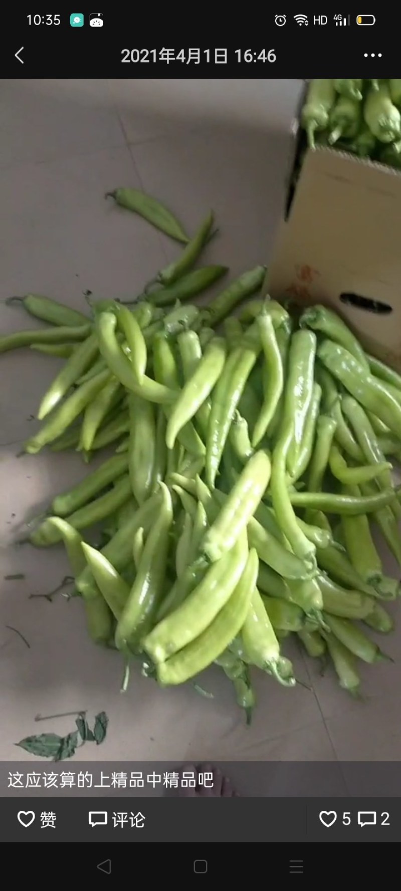 黄皮椒螺丝椒圆椒甜椒太空椒产地直发