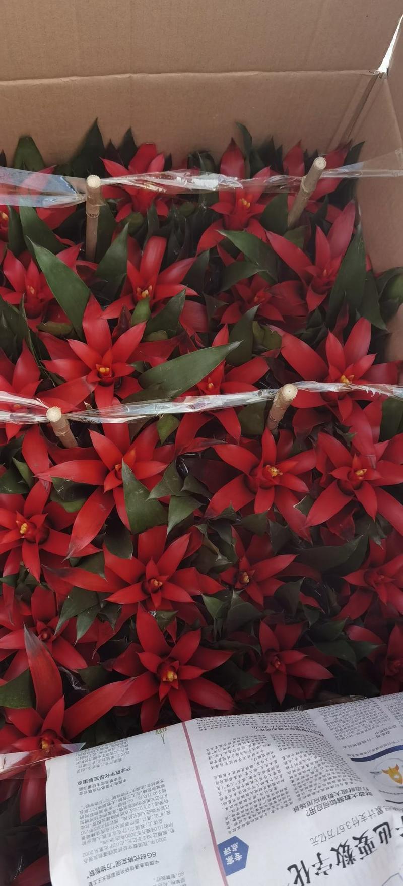 鸿运当头盆栽小红星办公室开红花卉绿植物大型好养凤梨平头红