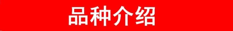 正宗嫁接苗四季蜜芒，金煌芒，贵妃芒，台农芒带土带叶发货