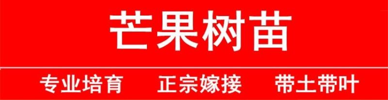 正宗嫁接苗四季蜜芒，金煌芒，贵妃芒，台农芒带土带叶发货