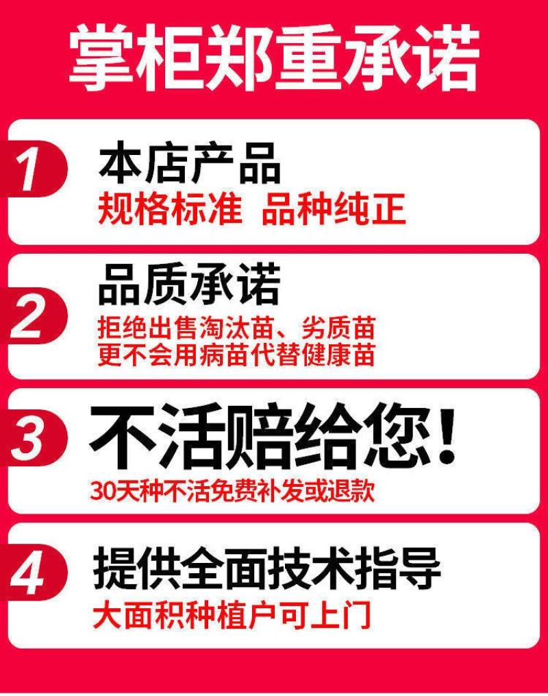 正宗嫁接苗四季蜜芒，金煌芒，贵妃芒，台农芒带土带叶发货