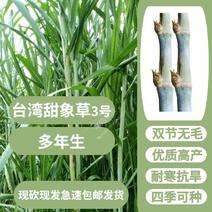 多年生双节台湾甜象草3号种节种子牧草种高产耐寒双芽
