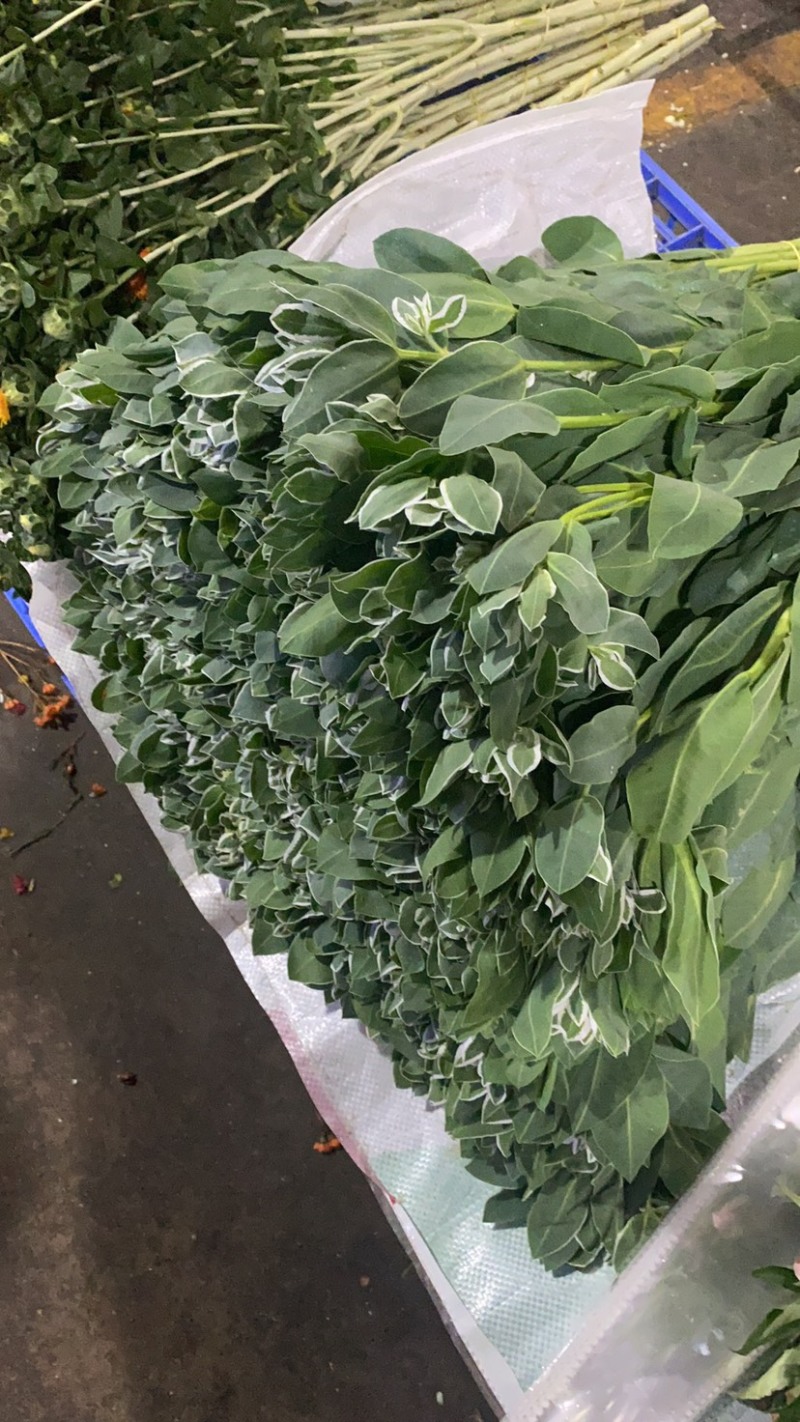 鲜花代购，发货商，鲜花批发商和花店进货渠道