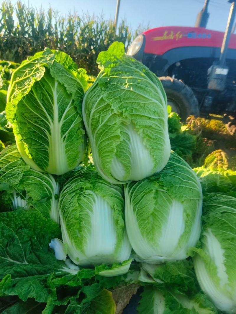 吉林白菜主产区黄心菜产地包心菜价格产地直发