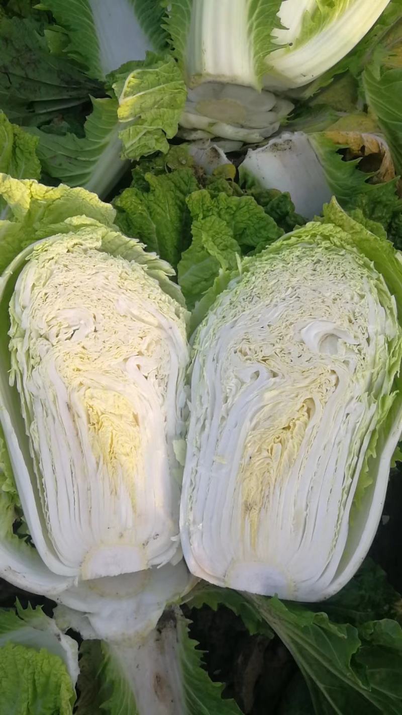 吉林白菜主产区黄心菜产地包心菜价格产地直发