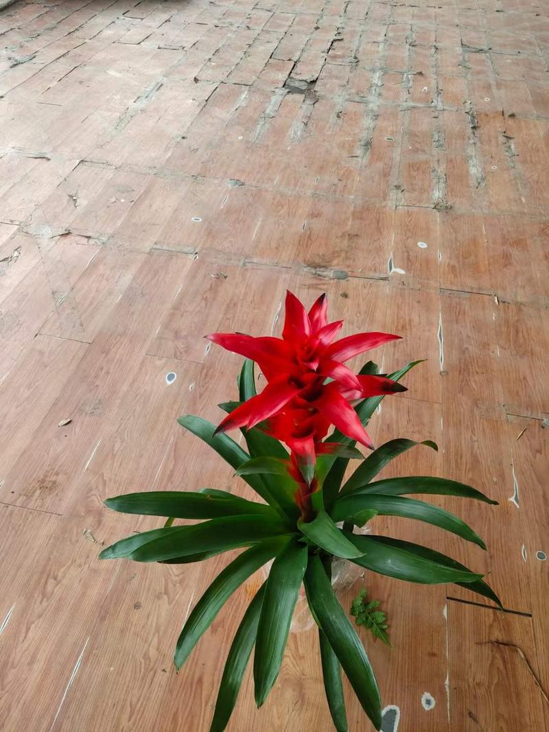 鸿运当头盆栽水培植物办公室内绿植客厅好养带花卉大盆新红星