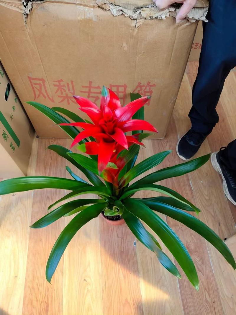 鸿运当头盆栽水培植物办公室内绿植客厅好养带花卉大盆新红星