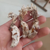 昆虫药材