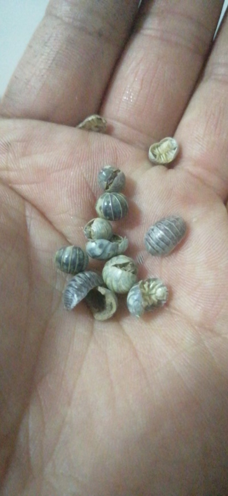 昆虫药材