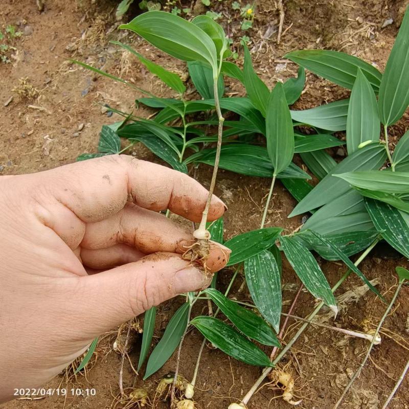 多花黄精苗