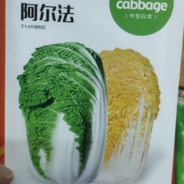 白菜种子阿尔法黄芯中型白菜，球形直筒型，
