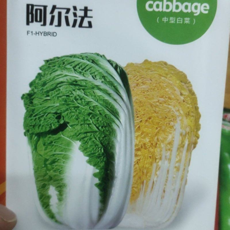白菜种子阿尔法黄芯中型白菜，球形直筒型，