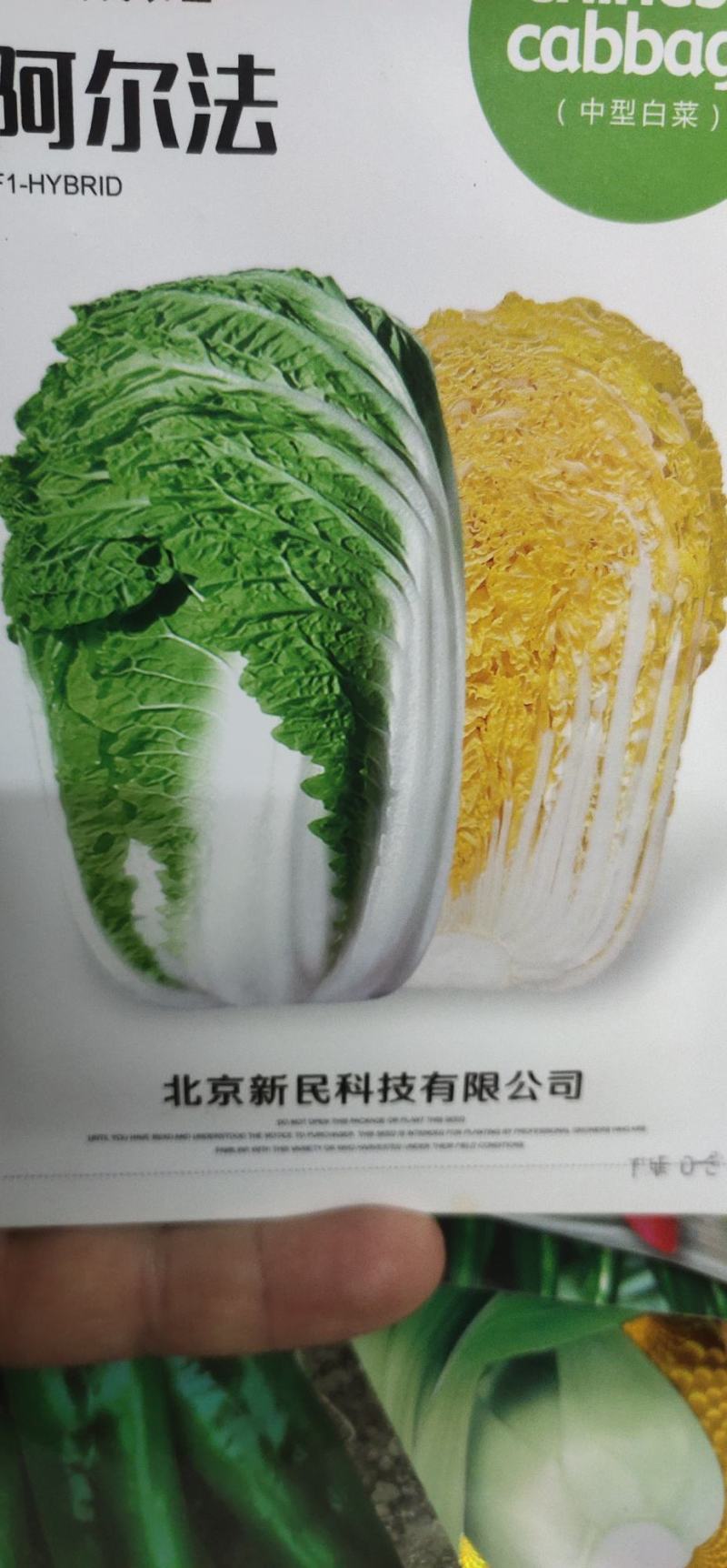 白菜种子阿尔法黄芯中型白菜，球形直筒型，
