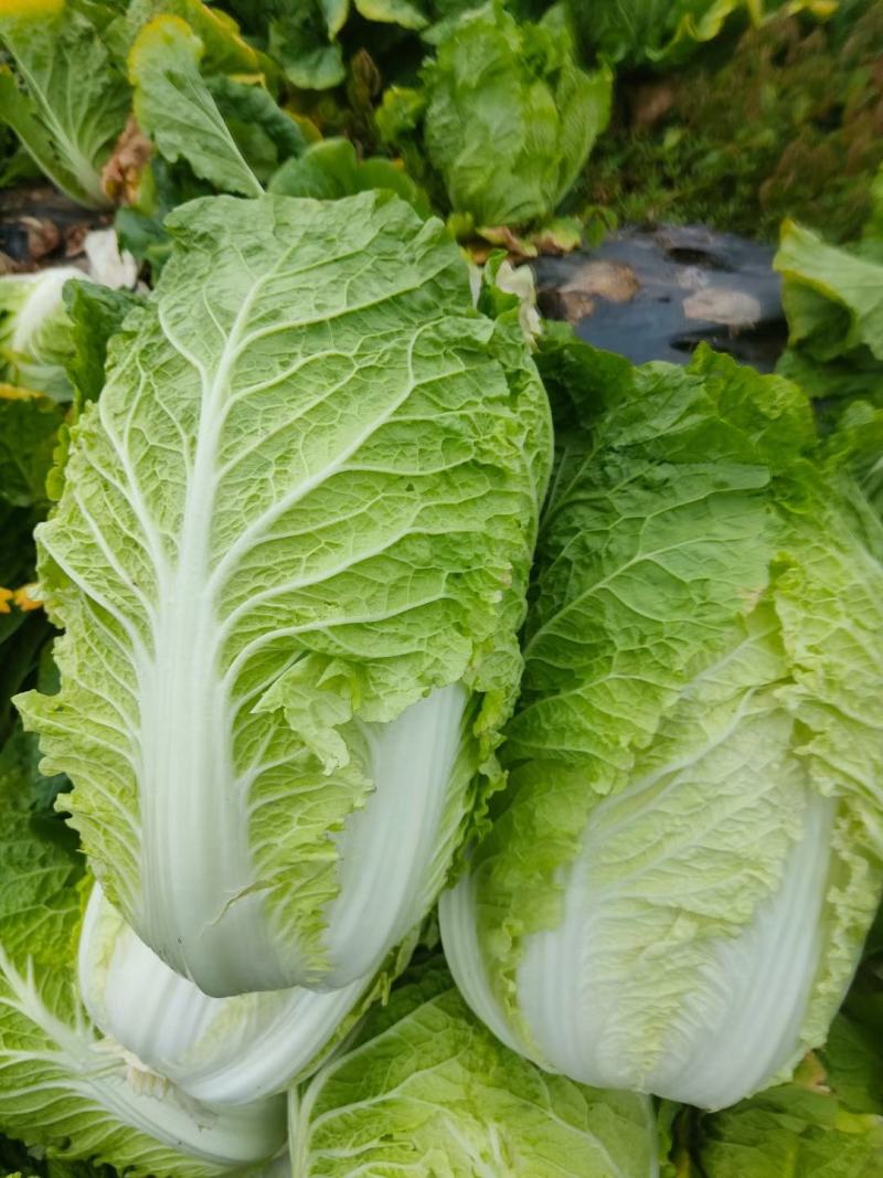 吉林精品黄心白菜黄心菜产地一手货源今日价格视频看货