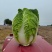 吉林精品黄心白菜黄心菜产地一手货源今日价格视频看货