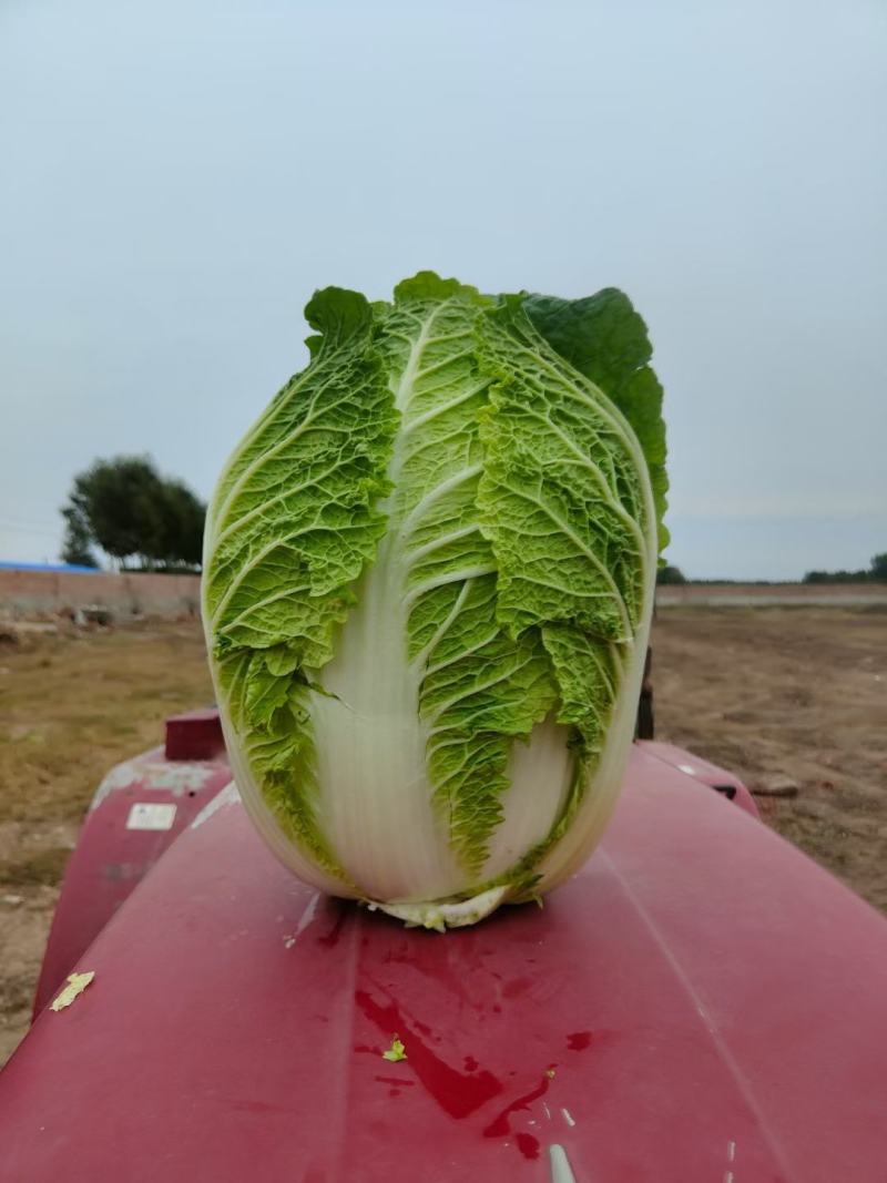 吉林精品黄心白菜黄心菜产地一手货源今日价格视频看货