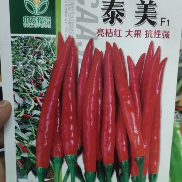 辣椒种子朝天椒单株挂果多耐干旱无白果长11厘