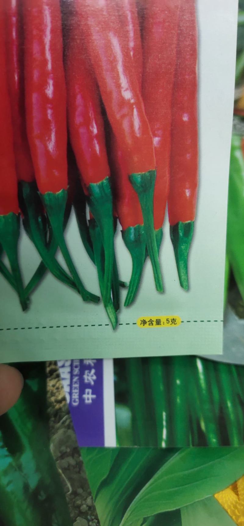 辣椒种子朝天椒单株挂果多耐干旱无白果长11厘