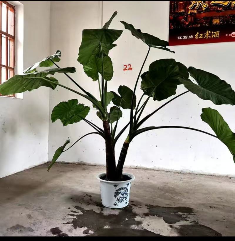 广西观音树，现挖现发