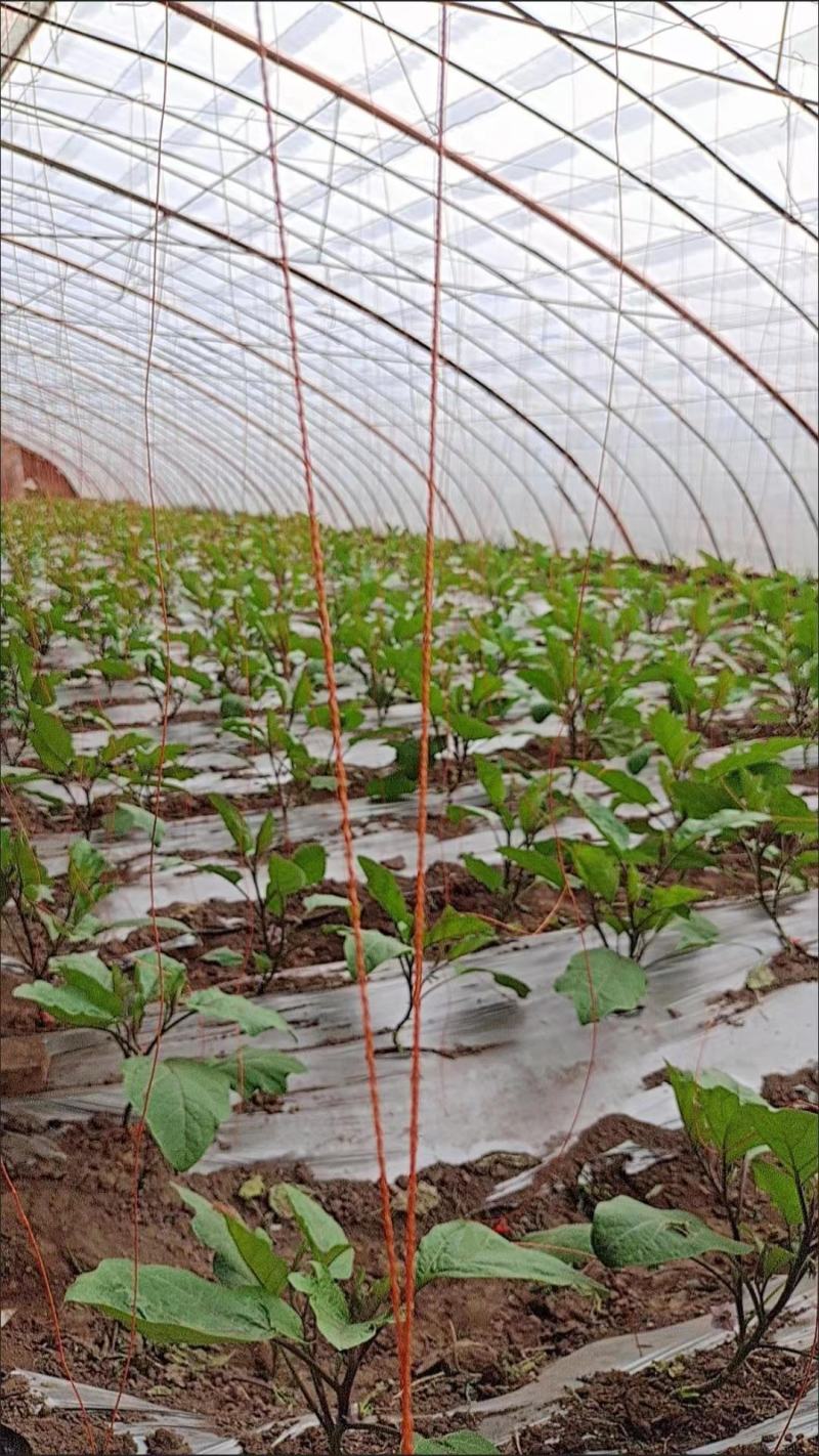 吊秧绳大棚蔬菜吊绳黄瓜吊绳西红柿吊绳辣椒吊绳番茄轮胎吊线