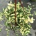 黄金花叶蔓观叶绿植盆栽阳台垂吊吊兰植物四季常绿花卉