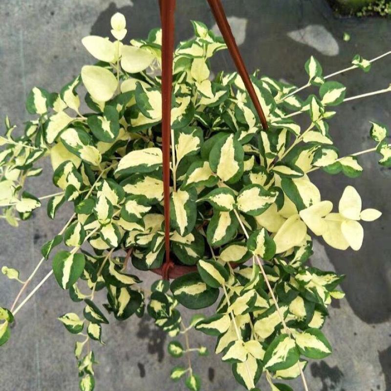 黄金花叶蔓观叶绿植盆栽阳台垂吊吊兰植物四季常绿花卉