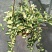 黄金花叶蔓观叶绿植盆栽阳台垂吊吊兰植物四季常绿花卉