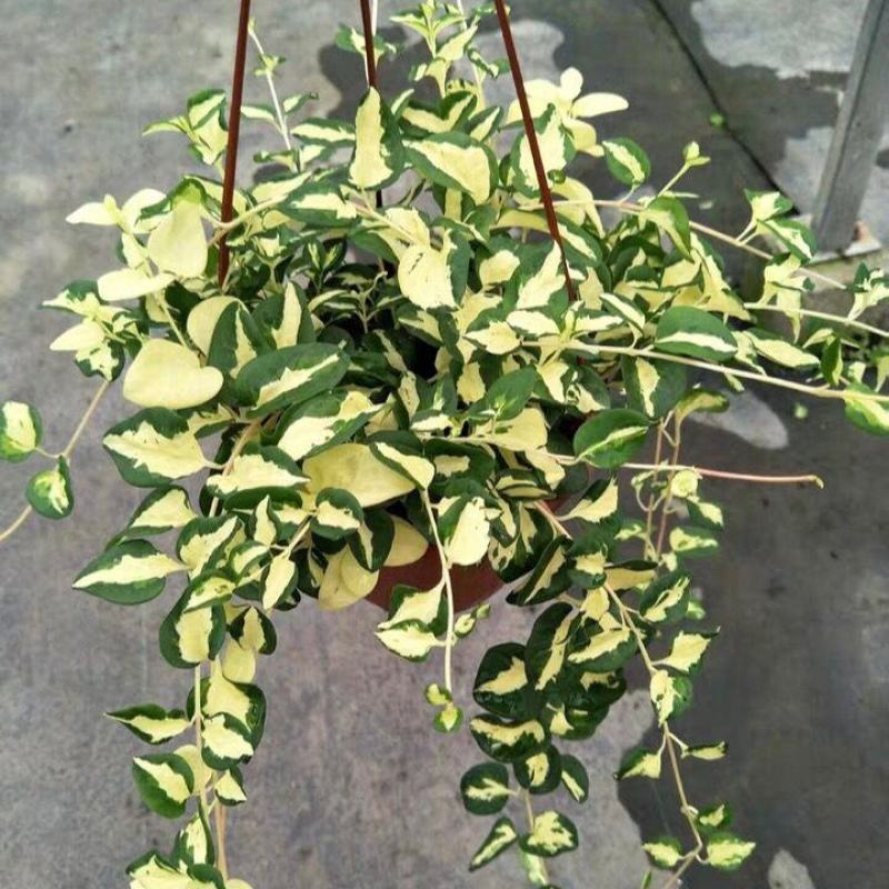 黄金花叶蔓观叶绿植盆栽阳台垂吊吊兰植物四季常绿花卉