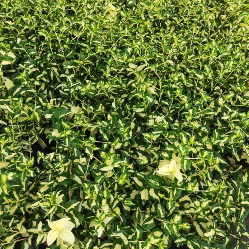 黄金花叶蔓观叶绿植盆栽阳台垂吊吊兰植物四季常绿花卉