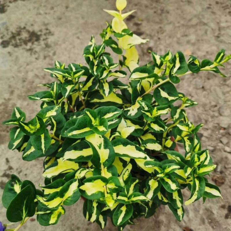 黄金花叶蔓观叶绿植盆栽阳台垂吊吊兰植物四季常绿花卉