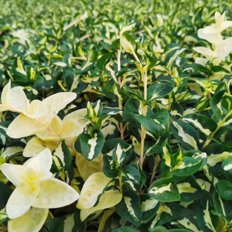 黄金花叶蔓观叶绿植盆栽阳台垂吊吊兰植物四季常绿花卉