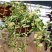 黄金花叶蔓观叶绿植盆栽阳台垂吊吊兰植物四季常绿花卉