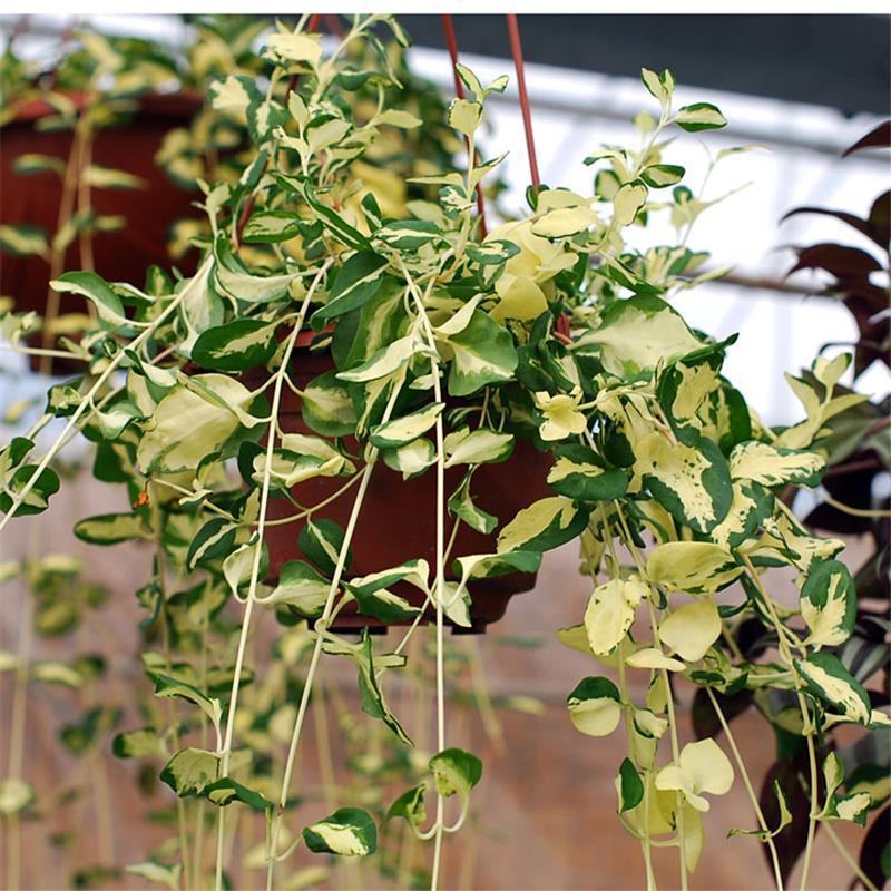 黄金花叶蔓观叶绿植盆栽阳台垂吊吊兰植物四季常绿花卉