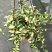 黄金花叶蔓观叶绿植盆栽阳台垂吊吊兰植物四季常绿花卉