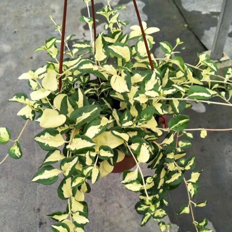 黄金花叶蔓观叶绿植盆栽阳台垂吊吊兰植物四季常绿花卉