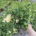 黄金花叶蔓观叶绿植盆栽阳台垂吊吊兰植物四季常绿花卉