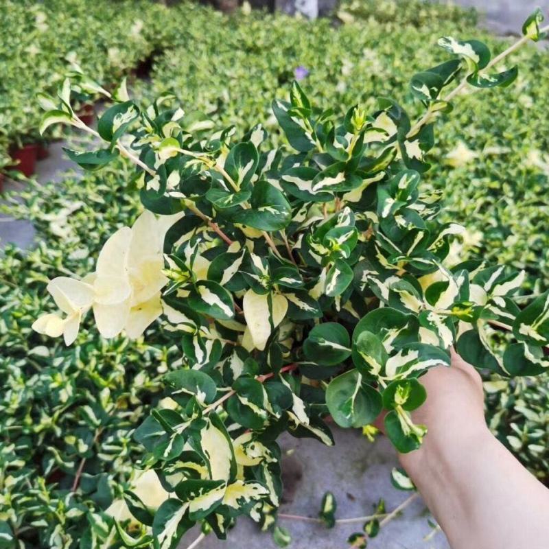 黄金花叶蔓观叶绿植盆栽阳台垂吊吊兰植物四季常绿花卉