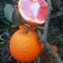 卡拉卡拉红肉橙原生态农民种植园无任何添加绿色水果