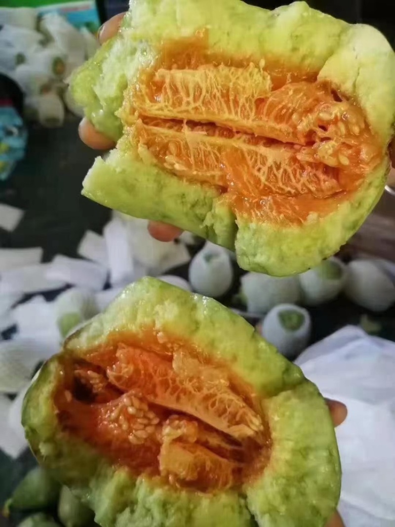 陕西渭南市万亩新姑娘甜瓜即将大量上市保质保量