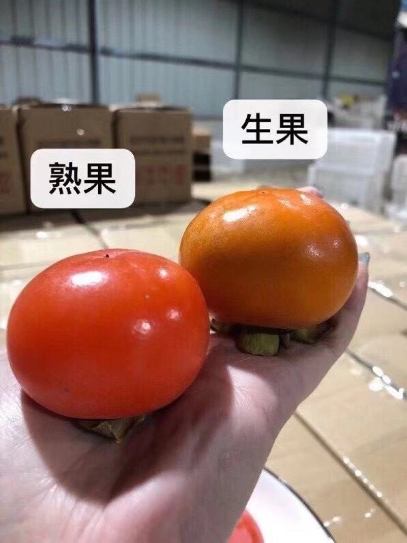 胎里红柿子2~3两以上