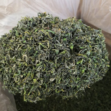 【喝好茶】2023新茶厂家批发正宗日照绿500g包邮尝鲜