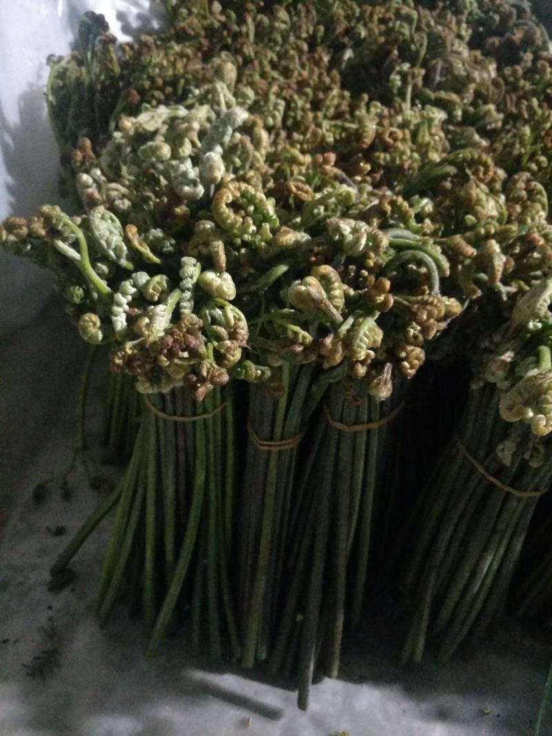 大量蕨菜现货，有需要联系
