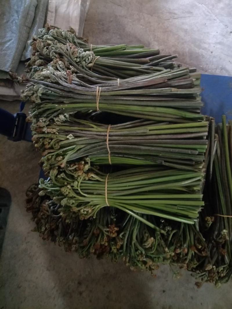 大量蕨菜现货，有需要联系