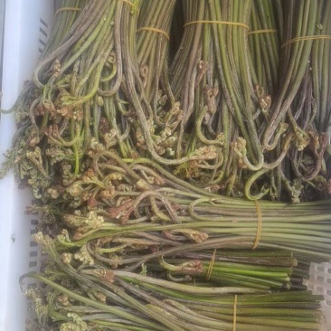 大量蕨菜现货，有需要联系