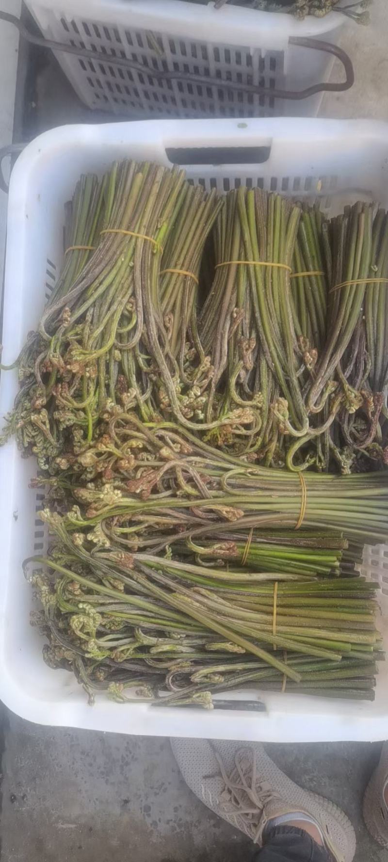 大量蕨菜现货