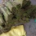 大量蕨菜现货